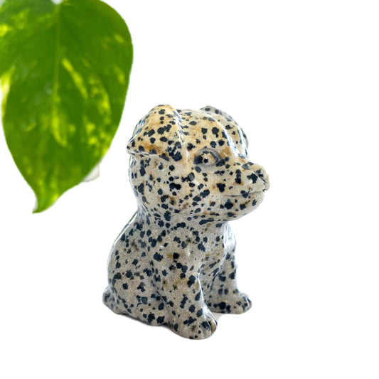 Dalmatian Jasper Dog