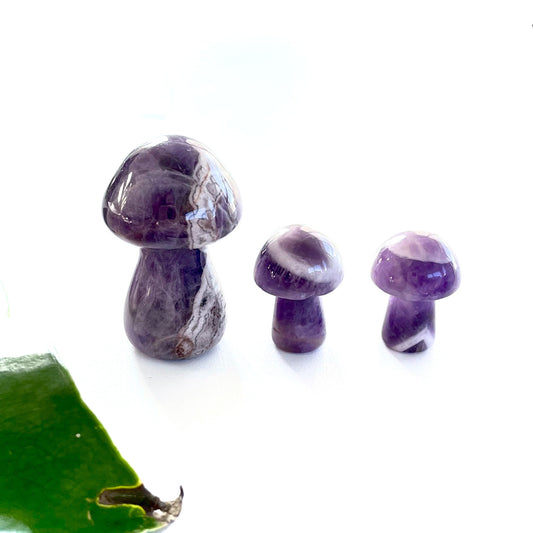 Chevron Amethyst Mushroom