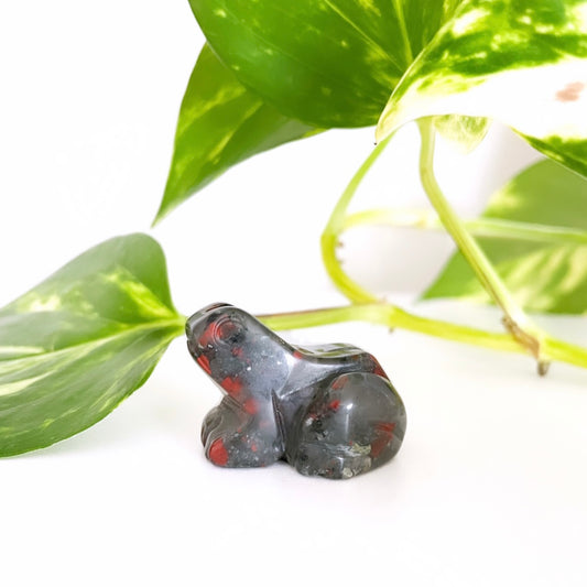 African Bloodstone Frogs