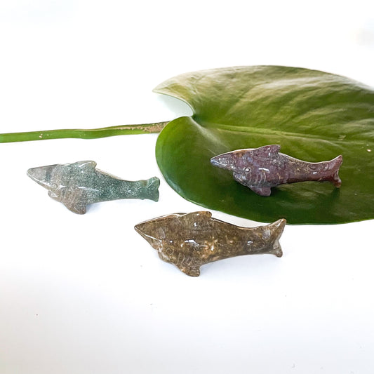 Ocean Jasper Shark