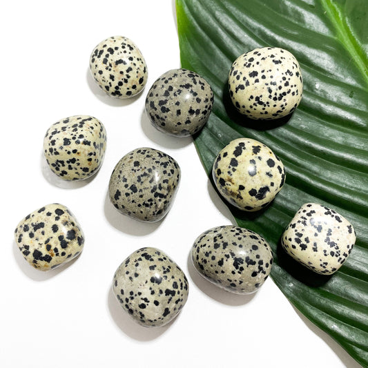 Dalmatian Jasper Tumble