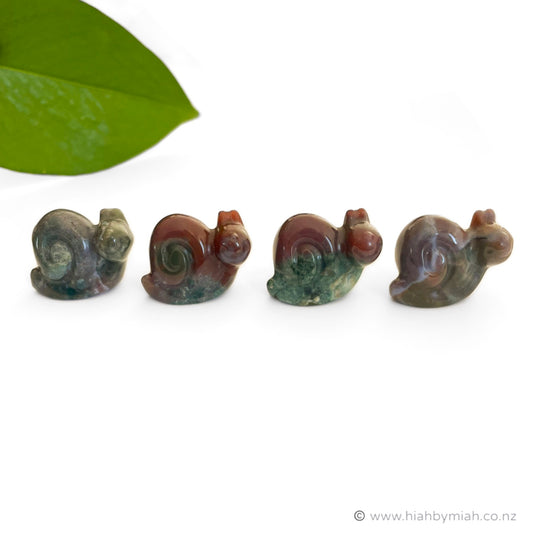 Ocean Jasper Snails