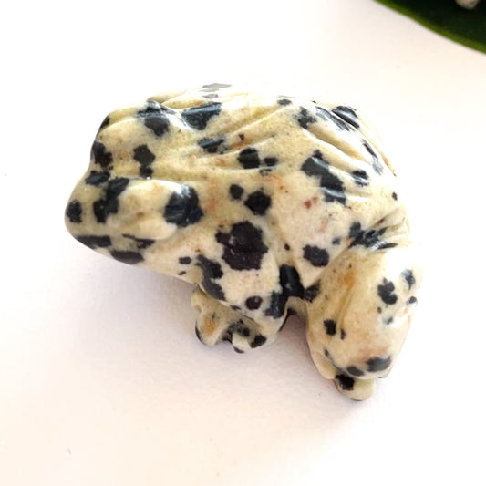 Dalmatian Jasper Frog